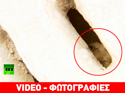 Σοκ: Σκυλάκι παγιδεύτηκε στην αποχέτευση για μια εβδομάδα!