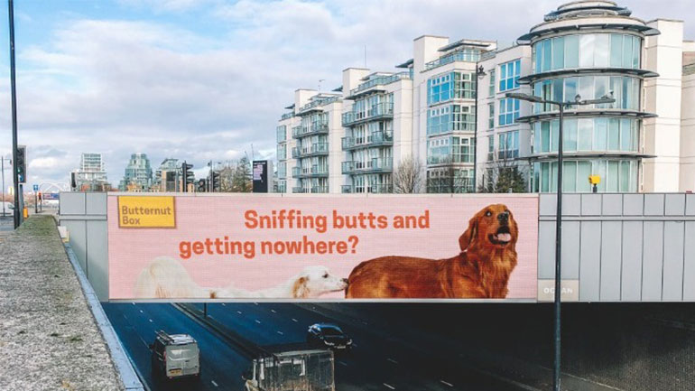 Αδέσποτος σκύλος από τη Λέσβο γίνεται… μοντέλο στο Λονδίνο