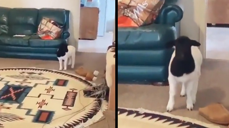 Καρλίτο, τι κάνεις μέσα στο σπίτι;