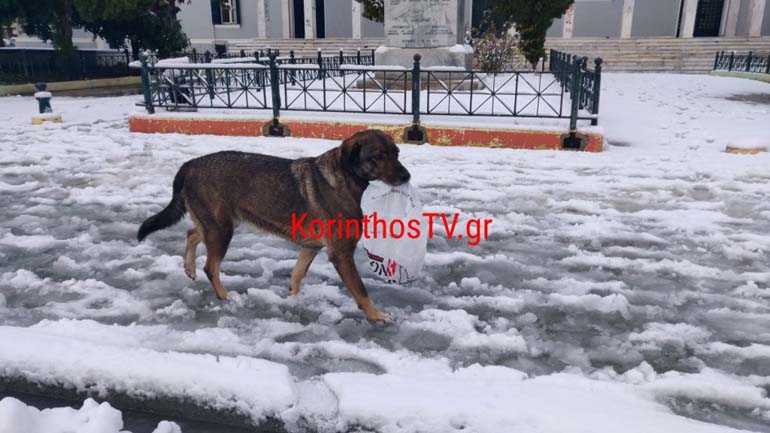 Μάγδα, η σκυλίτσα από την Κόρινθο που μεταφέρει φαγητό μέσα στα χιόνια