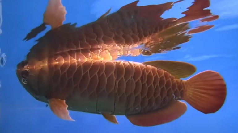 Κίνα: Επιστήμονες κατασκεύασαν ένα ρομποτικό ψάρι που θα ρουφάει μικροπλαστικά από τις θάλασσες