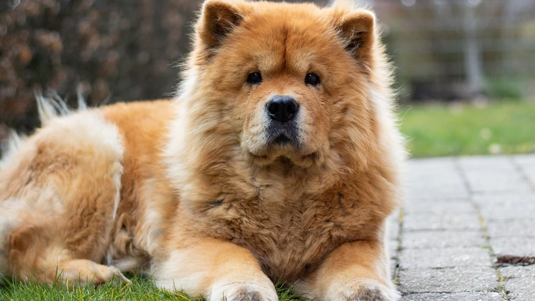 Ληστής «προδόθηκε» από τον σκύλο του