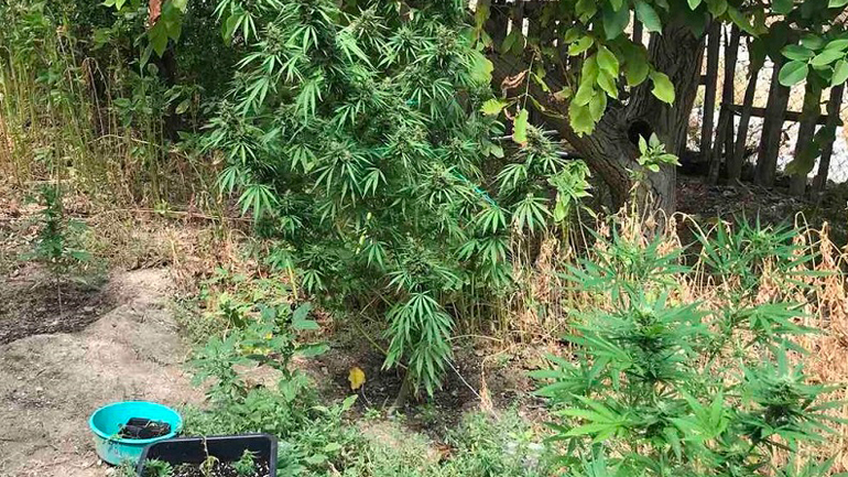 Χανιά: Εντοπίστηκαν 2.370 δενδρύλλια κάνναβης στην ευρύτερη περιοχή-Mια σύλληψη