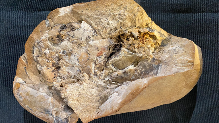 Βρέθηκε σε αρχαίο ψάρι το απολίθωμα της αρχαιότερης καρδιάς ηλικίας 380 εκατ. ετών