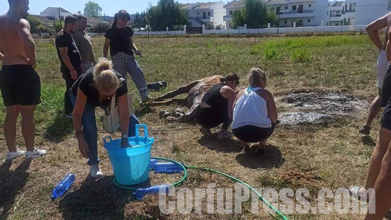Βασανιστικός θάνατος για άλογο στην Κέρκυρα – Το άφησαν δεμένο στον ήλιο χωρίς νερό και φαγητό!