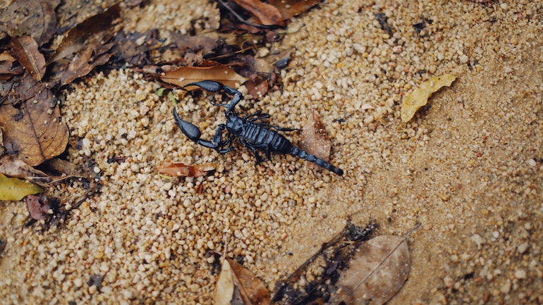 Από σκορπιό και όχι από φίδι το τσίμπημα που έστειλε στο νοσοκομείο 16χρονο στη Λάρισα