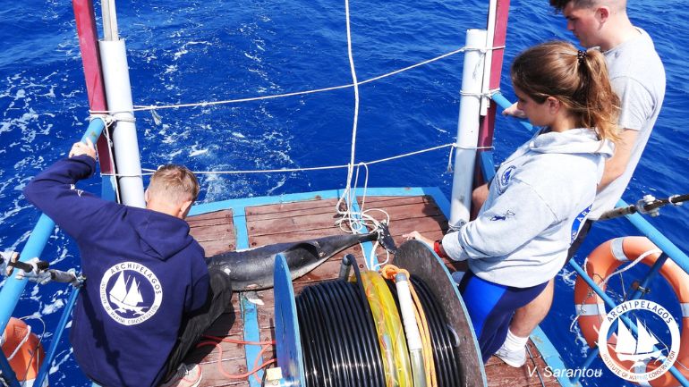 Εντοπίστηκε και δεύτερο νεκρό δελφίνι σε ακτή του βορείου Αιγαίου