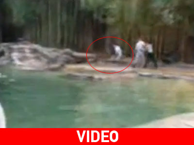 Τρόμος σε ζωολογικό: Τίγρης δαγκώνει εκπαιδευτή στον λαιμό