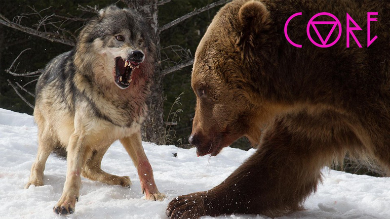 Αρκούδα κλέβει το θήραμα λύκων