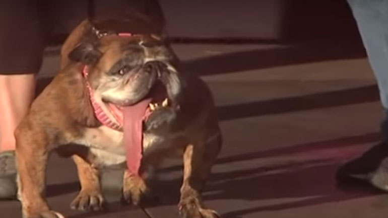 Πέθανε η Ζα-Ζα που είχε αναδειχθεί το ασχημότερο σκυλί στον κόσμο