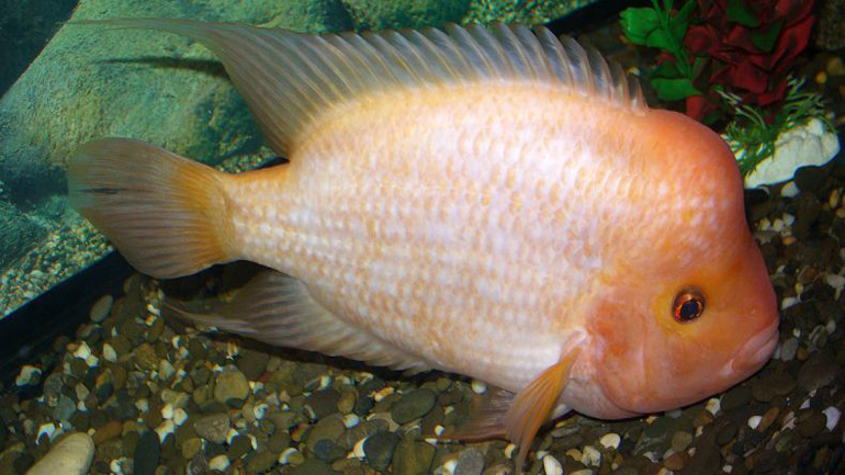 Ένα ψάρι που λατρεύει τα χάδια