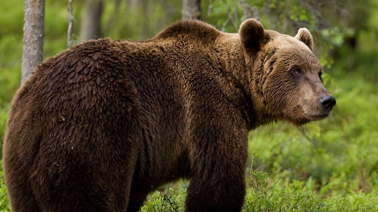 Φλώρινα: Αρκούδα με τα δύο μικρά της βρήκε καταφύγιο σε αυλή ακατοίκητου σπιτιού στη Δροσοπηγή