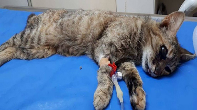 Καρδίτσα: Νέο περιστατικό κακοποίησης γάτας