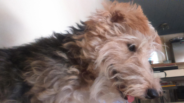 Χάθηκε η Μπέλλα