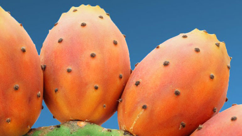 Οι θαυματουργές ιδιότητες του φραγκόσυκου