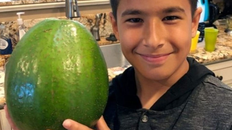 Το πιο βαρύ αβοκάντο στον κόσμο βρέθηκε στη Χαβάη