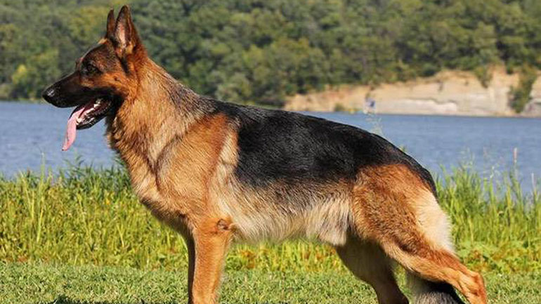 Ο ρόλος του ποιμενικού σκύλου στη ζωή μας