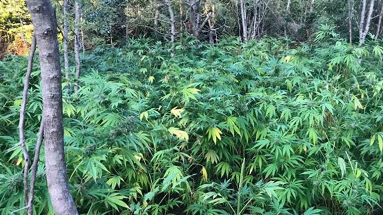 Πάνω από 1.000 δενδρύλλια κάνναβης εντοπίστηκαν στις Σέρρες