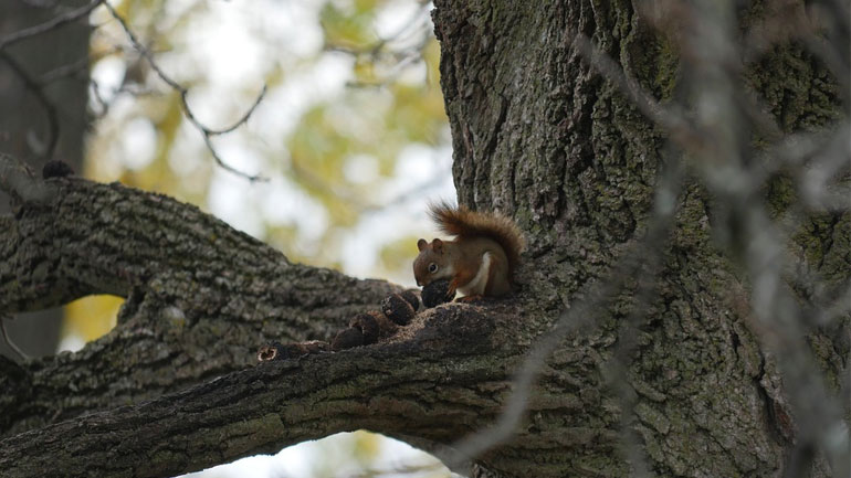 ΗΠΑ: Περισσότερα από 200 καρύδια και χόρτα βρέθηκαν σε… καπό αυτοκινήτου