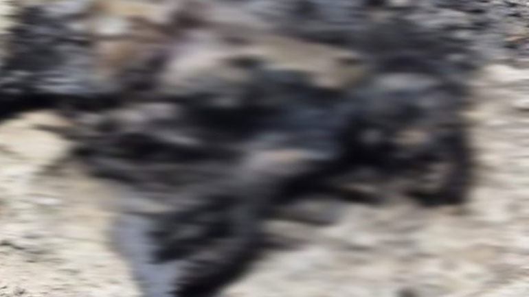 Kτηνωδία στα Χανιά: Έκαψαν σκύλο ζωντανό – Σκληρές εικόνες