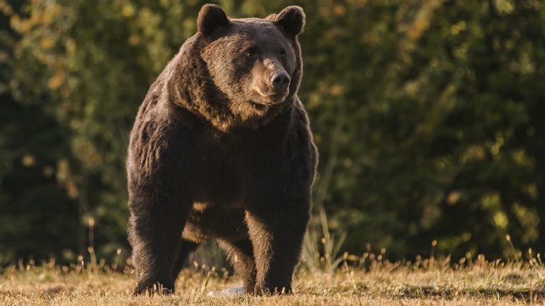 HΠΑ: Σκότωσε τον αδελφό του στη βιασύνη του να γεμίσει το όπλο για να ρίξει σε αρκούδα και αυτοκτόνησε