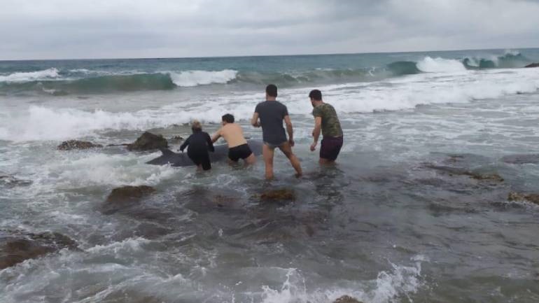 Διάσωση και τρίτης ραμφοφάλαινας στην Κέρκυρα