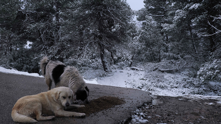 Μέριμνα δήμων της Αττικής για τα αδέσποτα ζώα