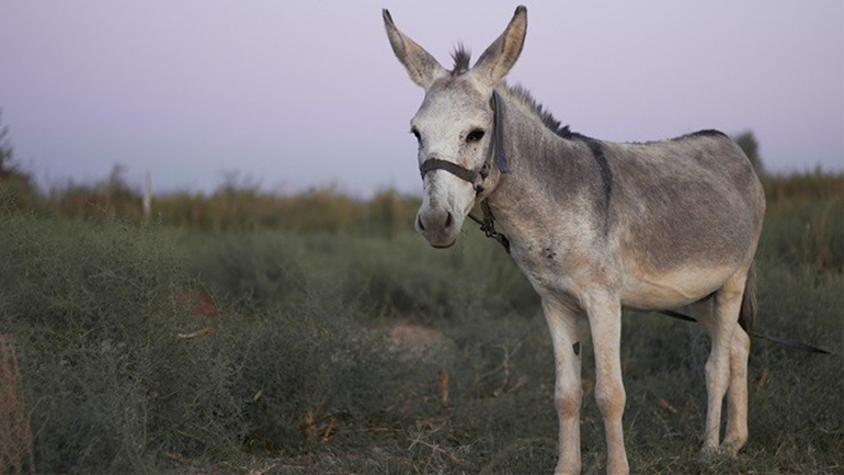 Το πρώτο στον κόσμο έμβρυο γαϊδάρων με εξωσωματική γονιμοποίηση