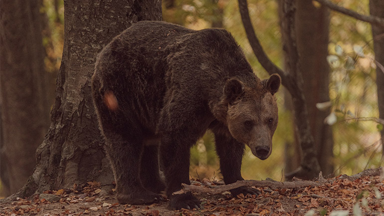 Θεσσαλονίκη: Φροντίδα για τις γηραιές αρκούδες από τον «Αρκτούρο»