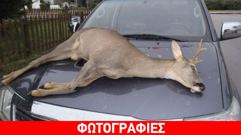 Δράμα: Λαθροκυνηγοί σκότωσαν ζαρκάδι