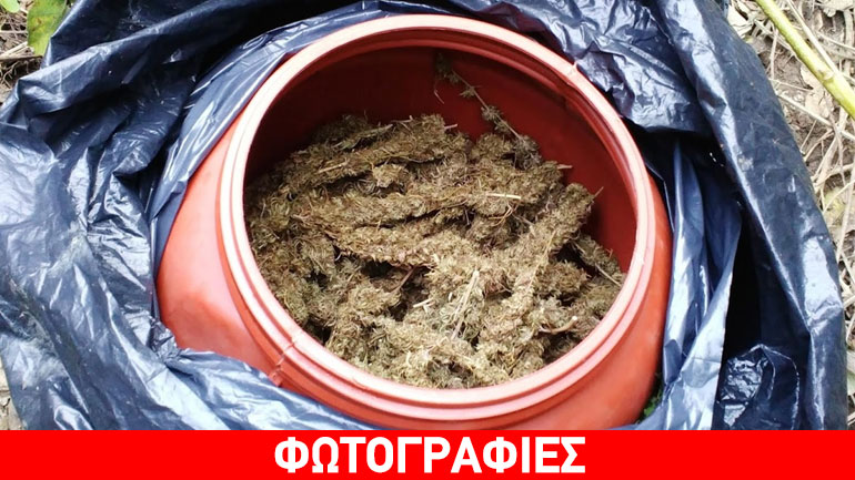 Συνελήφθη καλλιεργητής κάνναβης στα Τρίκαλα