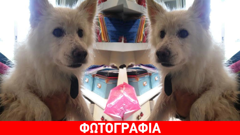 Βρέθηκε λευκό Spitz στη Ν. Ερυθραία