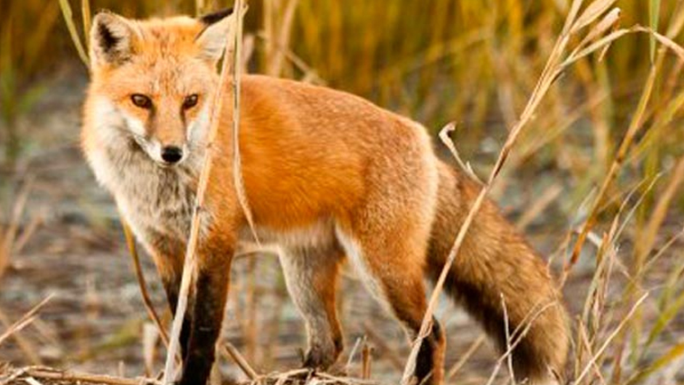Εμβολιασμοί κατά της λύσσας στην Κεντρική Μακεδονία