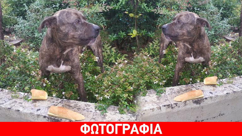 Μήπως τον ψάχνει κάποιος;