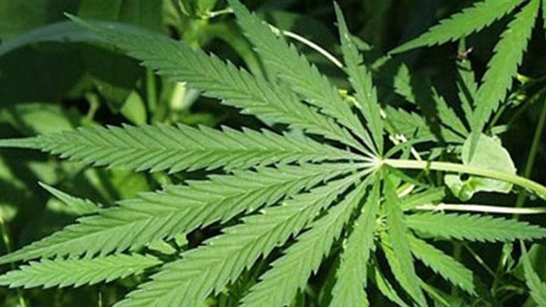 Εντοπίστηκε χασισοφυτεία στα Χανιά