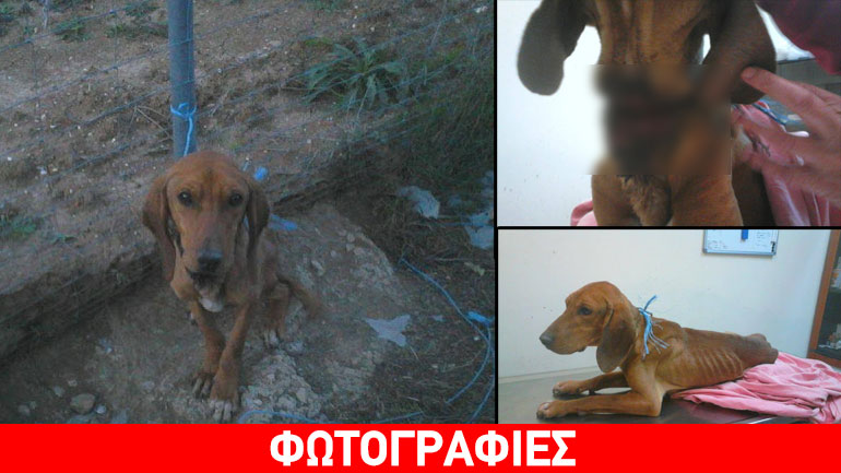 Ιωάννινα: Τον έδεσαν χωρίς τροφή για να πεθάνει σε ερημική τοποθεσία