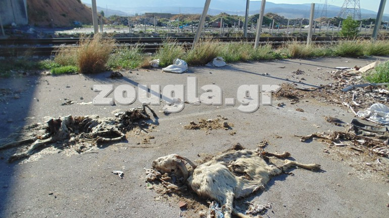 Προκαταρκτική έρευνα για την περιβαλλοντική καταστροφή στη Φυλή μετά από ρεπορτάζ του zougla.gr