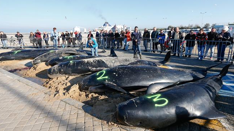 Tραγικό τέλος για κοπάδι φαλαινών στο Καλαί