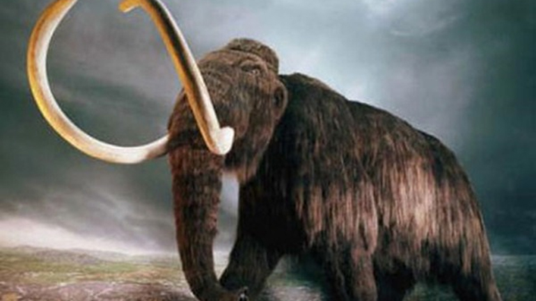 Τα μαμούθ εξαφανίστηκαν λόγω… οστεοπόρωσης