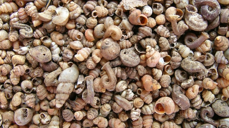 Σαλιγκάρι με μέγεθος… για Γκίνες