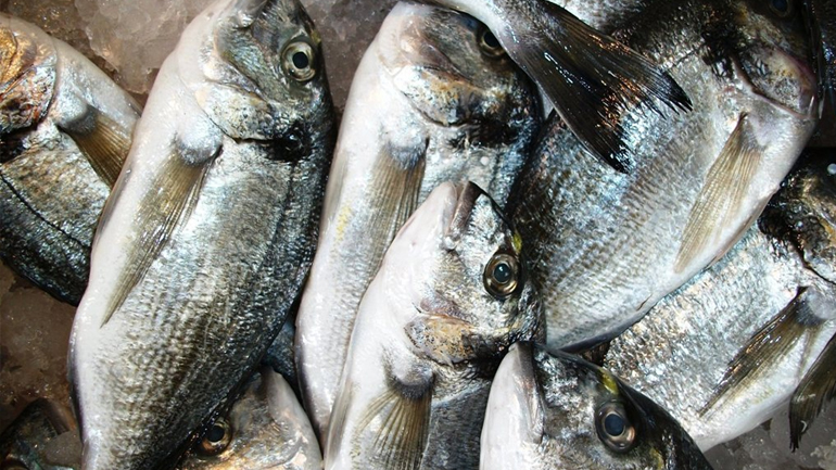 Κατάσχεση αλιευμάτων από πλανόδιο πωλητή στον Πειραιά