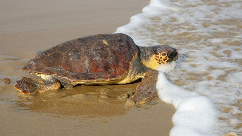 Κρήτη: Επιστρέφουν στο φυσικό τους περιβάλλον δύο χελώνες Caretta-Caretta