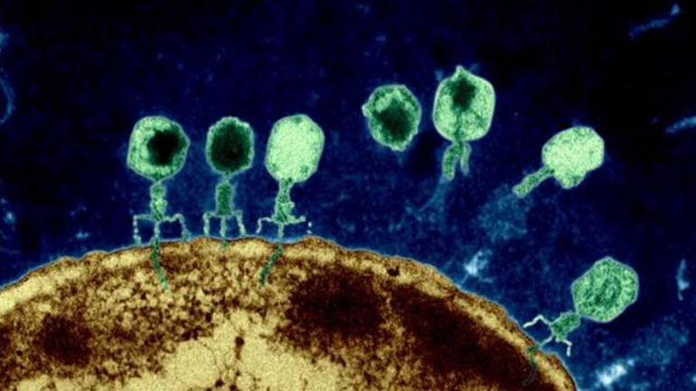 Άγνωστο στους επιστήμονες το 90% των ιών που εκδηλώνονται στο ανθρώπινο δέρμα