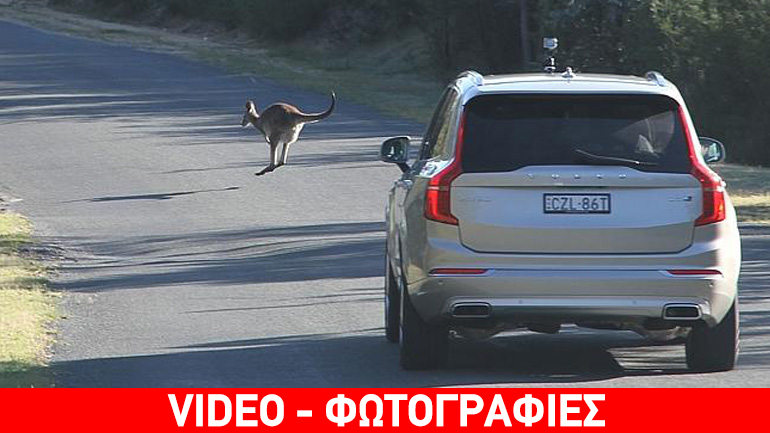 Τα Volvo αποφεύγουν ακόμα και τα καγκουρό!