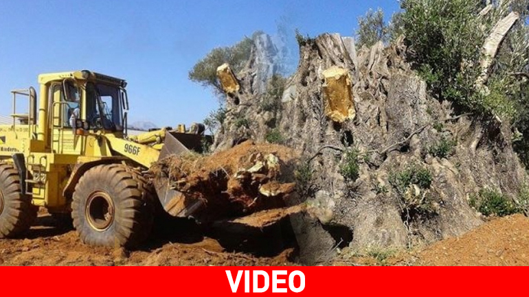 Κρήτη: Ελιά 1.000 ετών βρήκε… καινούριο σπίτι!