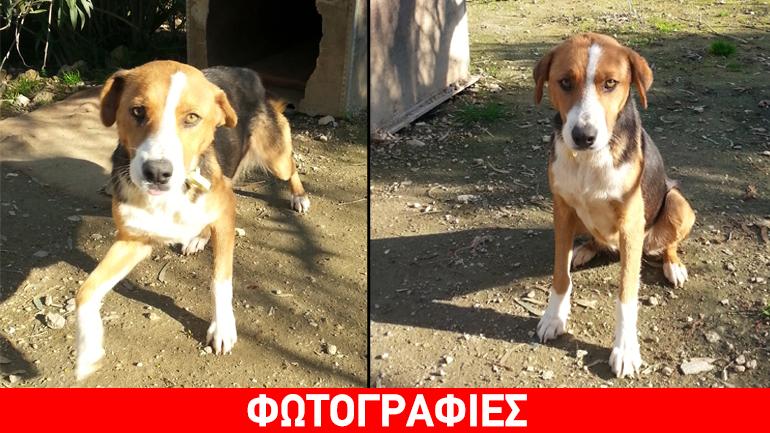 Xαρίζεται η γλυκιά κουκλίτσα Θάλεια