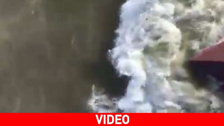 Δελφίνια παίζουν στην πλώρη του σκάφους