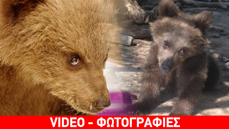 Ανάπηρο θα μείνει το ορφανό αρκουδάκι που περιέθαλψε ο «Αρκτούρος»