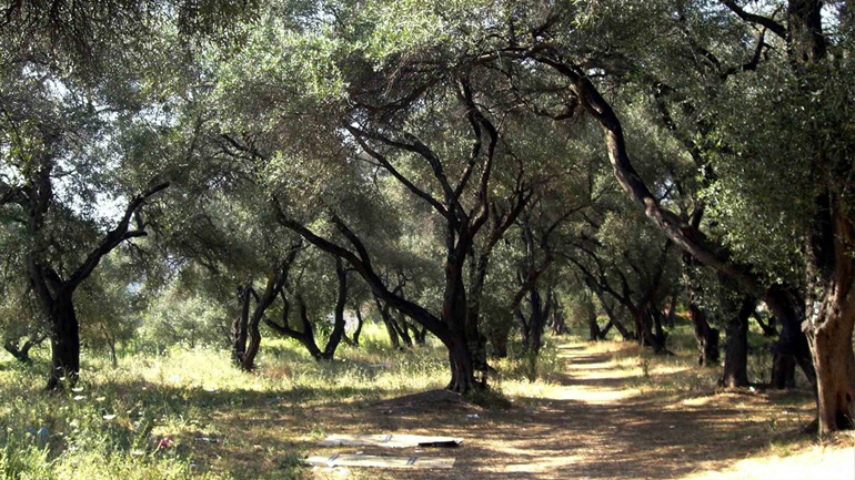 Άρπαξε 13 τόνους ελιές από αγρόκτηματα στη Χαλκιδική