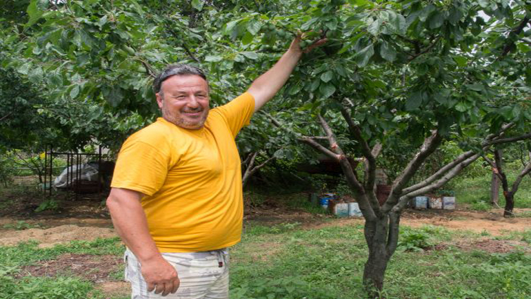 Έλαιο από δαμάσκηνο Σκοπέλου σε συνεργασία με το Εθνικό Μετσόβιο Πολυτεχνείο